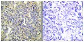 Caspase 9 (Phospho-Thr125) antibody