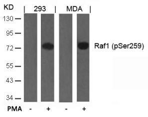 Raf1 (phospho Ser259) Antibody