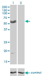 MYOC Antibody (monoclonal) (M01)