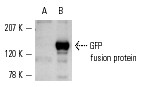 GFP Antibody (FL)