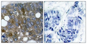 HSP27 (Phospho-Ser15) antibody