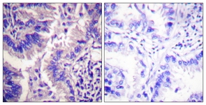 Caspase 9 (Cleaved-Asp315) antibody