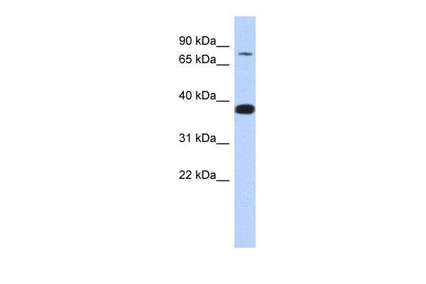 ZNF526 antibody - N-terminal region