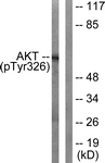 Akt (Phospho-Tyr326) antibody