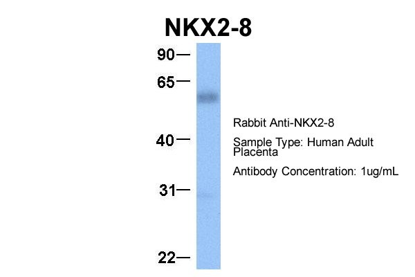 NKX2-8 antibody - C-terminal region