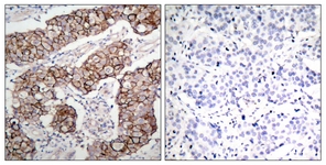 EGFR (Phospho-Tyr1092) antibody