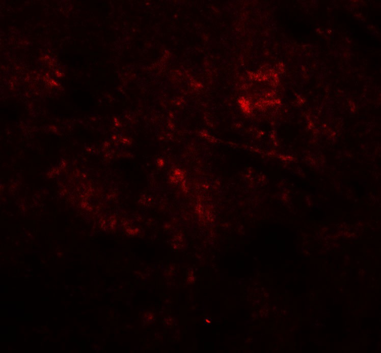 MEK1/2 Antibody
