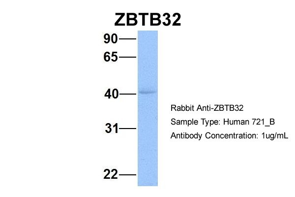 ZBTB32 antibody