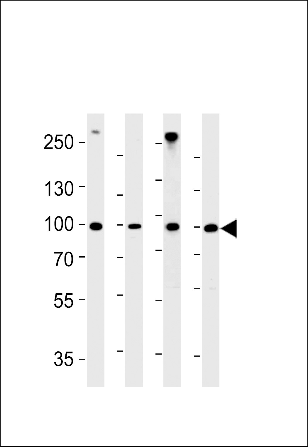HSPCB Antibody
