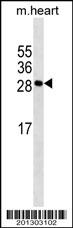 MYOG Antibody (N-term)