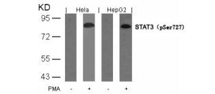 STAT3 (phospho Ser727) Antibody