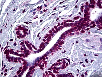 SMAD2 Antibody