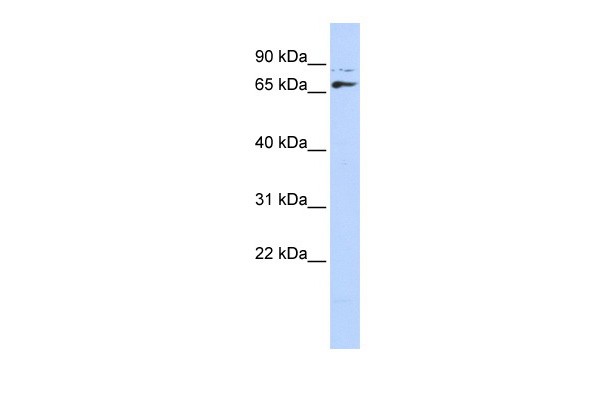 DLX4 antibody