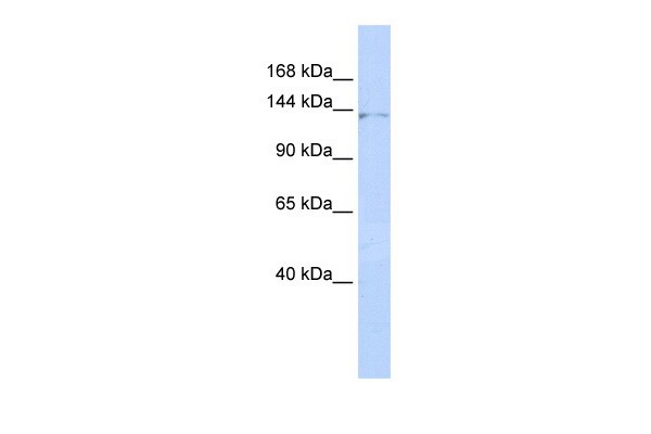 ZNF445 antibody - middle region