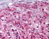 BAX Antibody