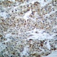 BAD (phospho Ser112) Antibody