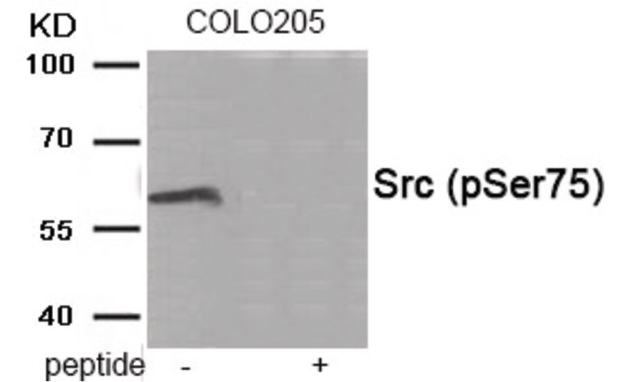Src (phospho Ser75) Antibody