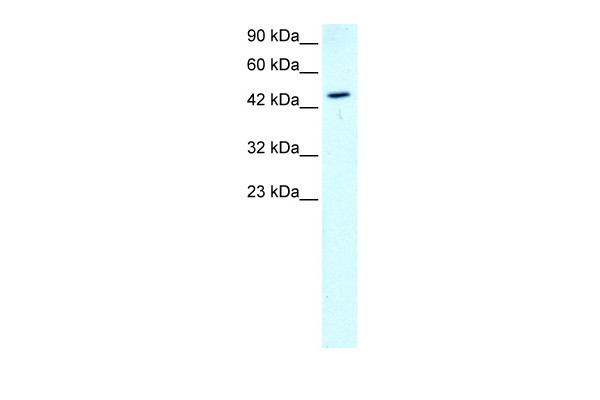 GATA2 antibody - N-terminal region