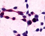 Glu-Glu tag antibody