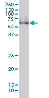 NRBP1 Antibody (monoclonal) (M02)