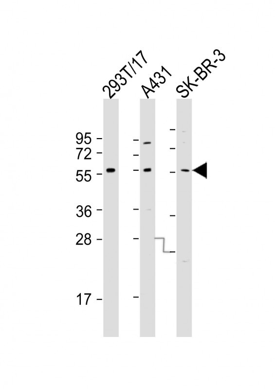 p53 Antibody