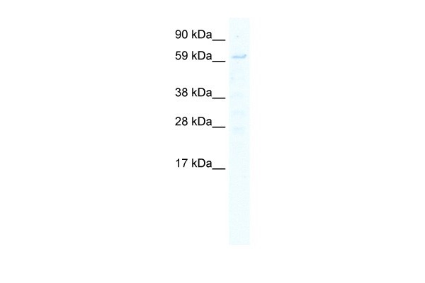 STAT1 antibody - N-terminal region