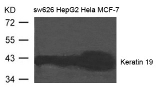 Keratin 19 Antibody