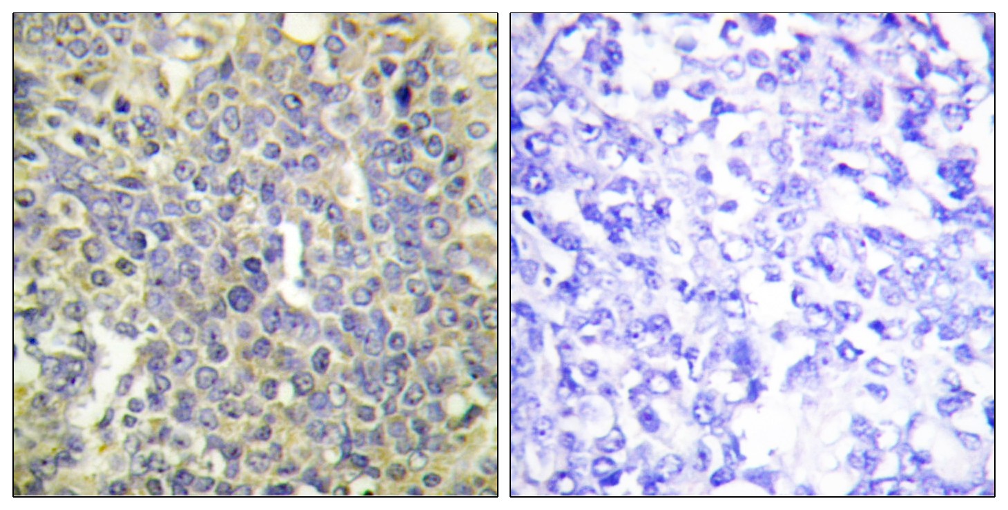 Caspase 9 (phospho Thr125) Antibody