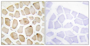 MAPK3 antibody