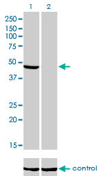 NDUFV1 Antibody (monoclonal) (M01)