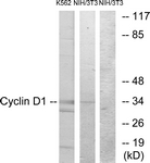 Cyclin D1 antibody
