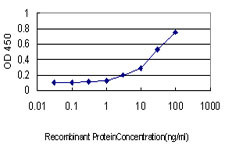 NLGN4Y Antibody (monoclonal) (M01)