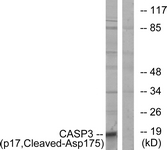 Caspase 3 (p17,Cleaved-Asp175) antibody