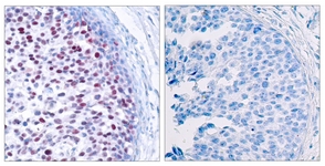 c-Jun (Phospho-Thr239) antibody