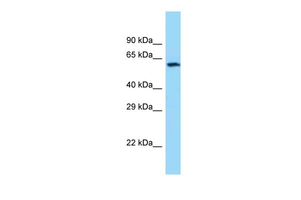 CHAT antibody - C-terminal region