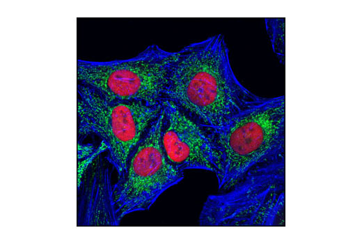 Anti-rat IgG (H+L), (Alexa Fluor ® 555 Conjugate)