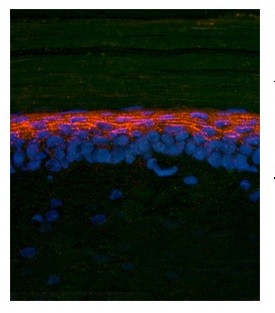 SMAD2 antibody