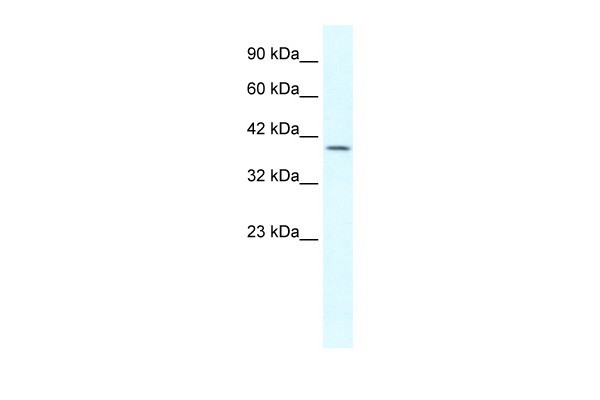 GBX2 antibody - middle region