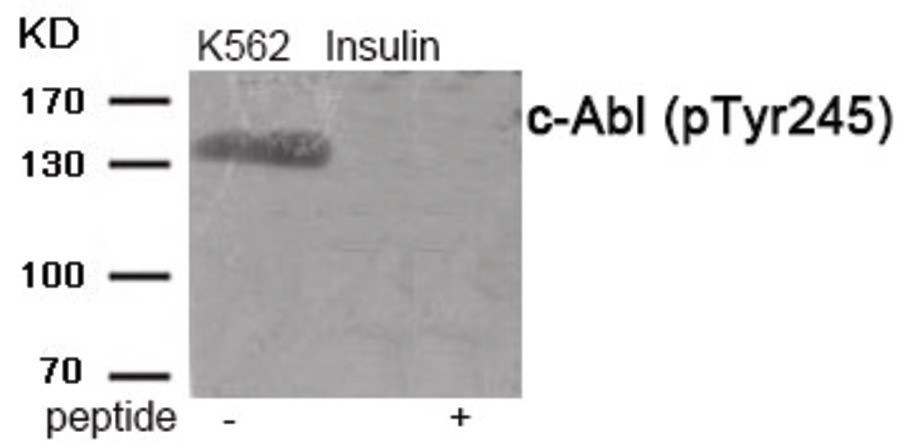 c-Abl (phospho Tyr245) Antibody
