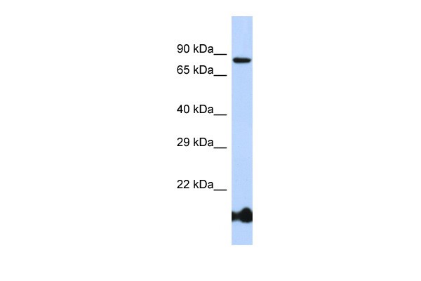BCL6 Antibody