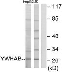14-3-3 beta antibody