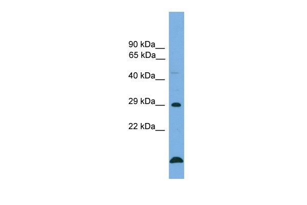 BCL2 antibody - middle region
