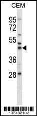 Mouse Map2k2 Antibody