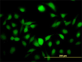 NFE2L2 Antibody (monoclonal) (M01)