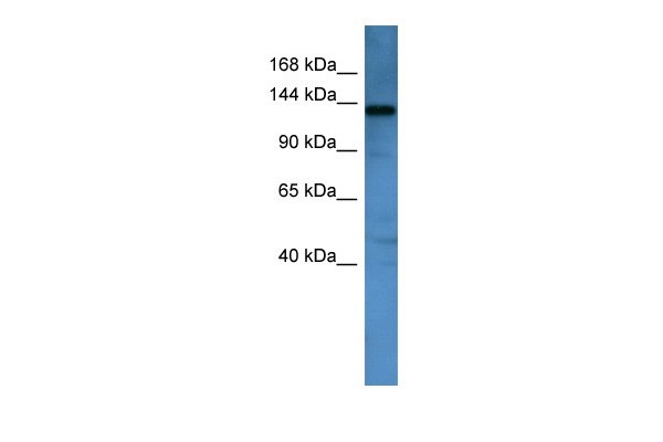 Aff1 antibody - N-terminal region