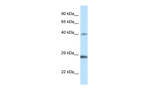 Hoxb9 antibody - middle region