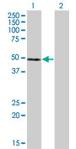 NFE2 Antibody (monoclonal) (M01)