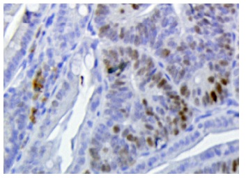 c-Myc Antibody (N-262)