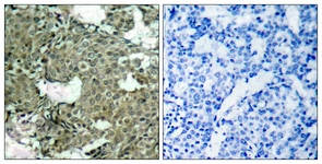 MEK1/2 (Phospho-Ser221) antibody