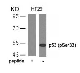 p53 (phospho Ser33) Antibody